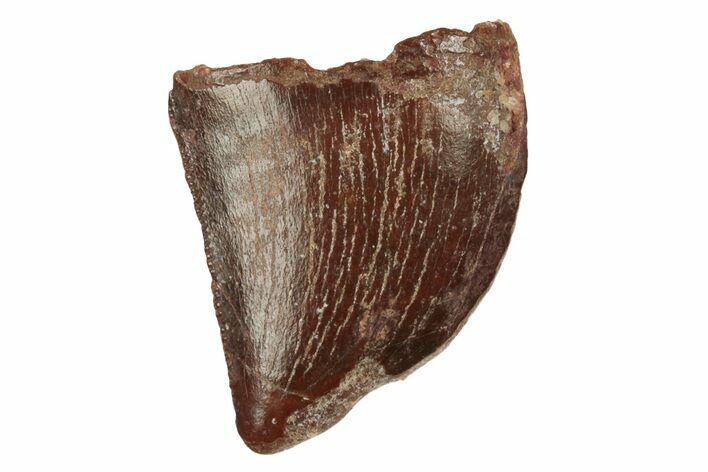 Serrated, Juvenile Carcharodontosaurus Tooth #228788